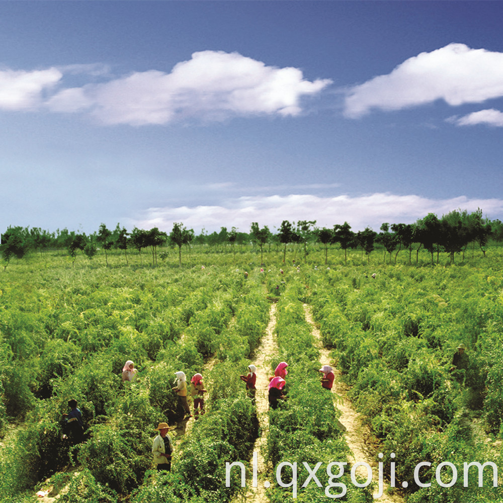 Organic Goji Berry Fruit